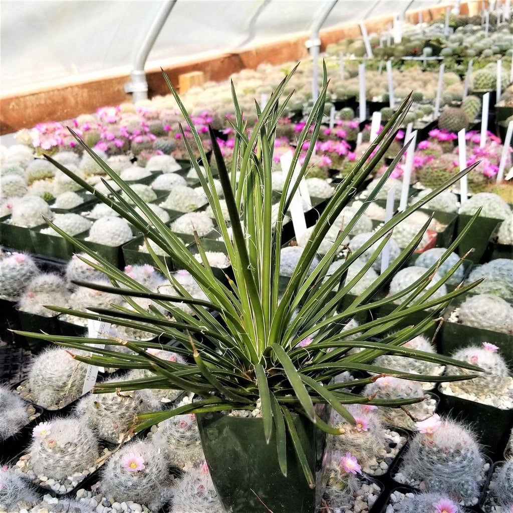 Agave geminiflora Large