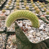 Monkey Tail Cactus – Cleistocactus colademononis 