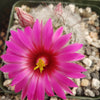 Mammillaria guelzowiana