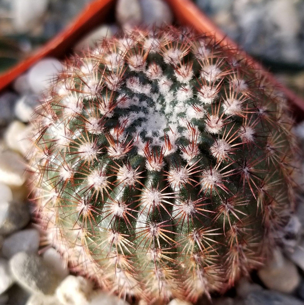 Notocactus rutilans