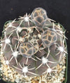 Gymnocalycium piricarpum