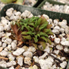 Haworthia parksiana