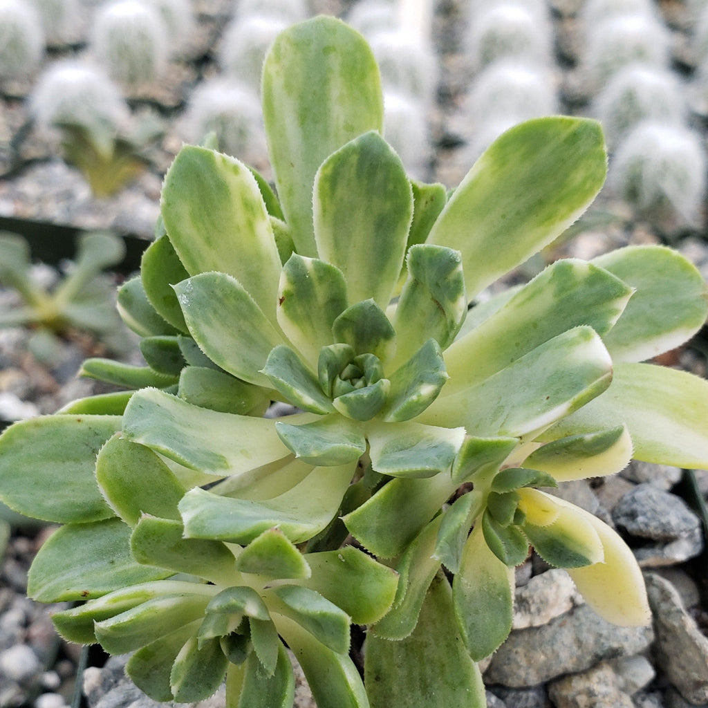 Aeonium castello paivae variegata Suncup