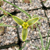 Albuca namaquensis