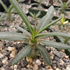 Pachypodium griquense