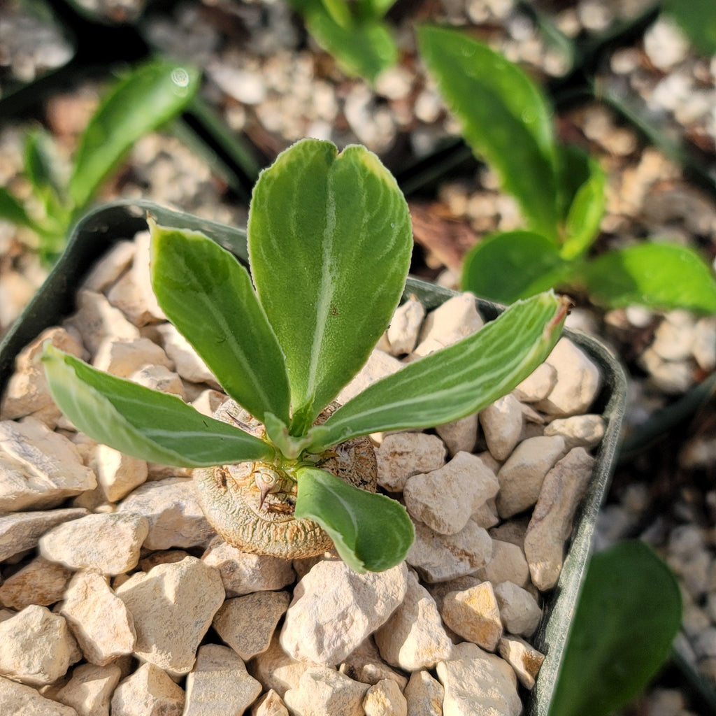 Euphorbia venenifica