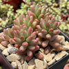 Pink Jellybean Succulent - Sedum rubrotinctum aurora