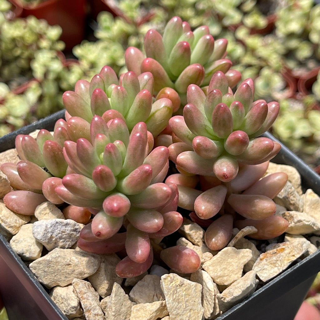 Pink Jellybean Succulent - Sedum rubrotinctum aurora