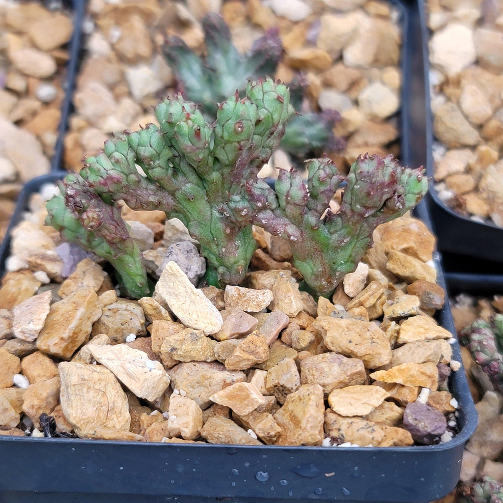 Euphorbia enopla coral