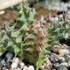 Huernia saudi arabica