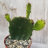 Opuntia ellisian