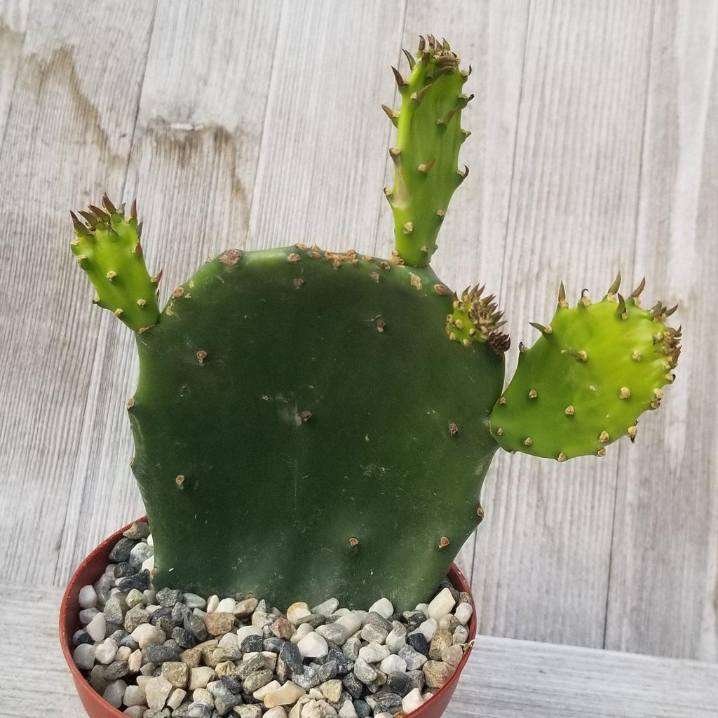 Opuntia ellisian &