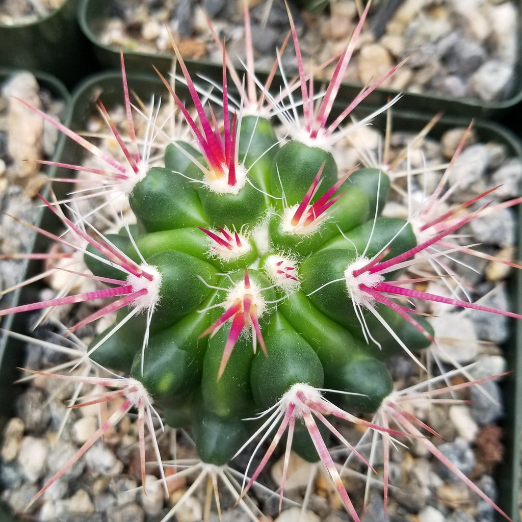 Ferocactus stainesii v. pilosus