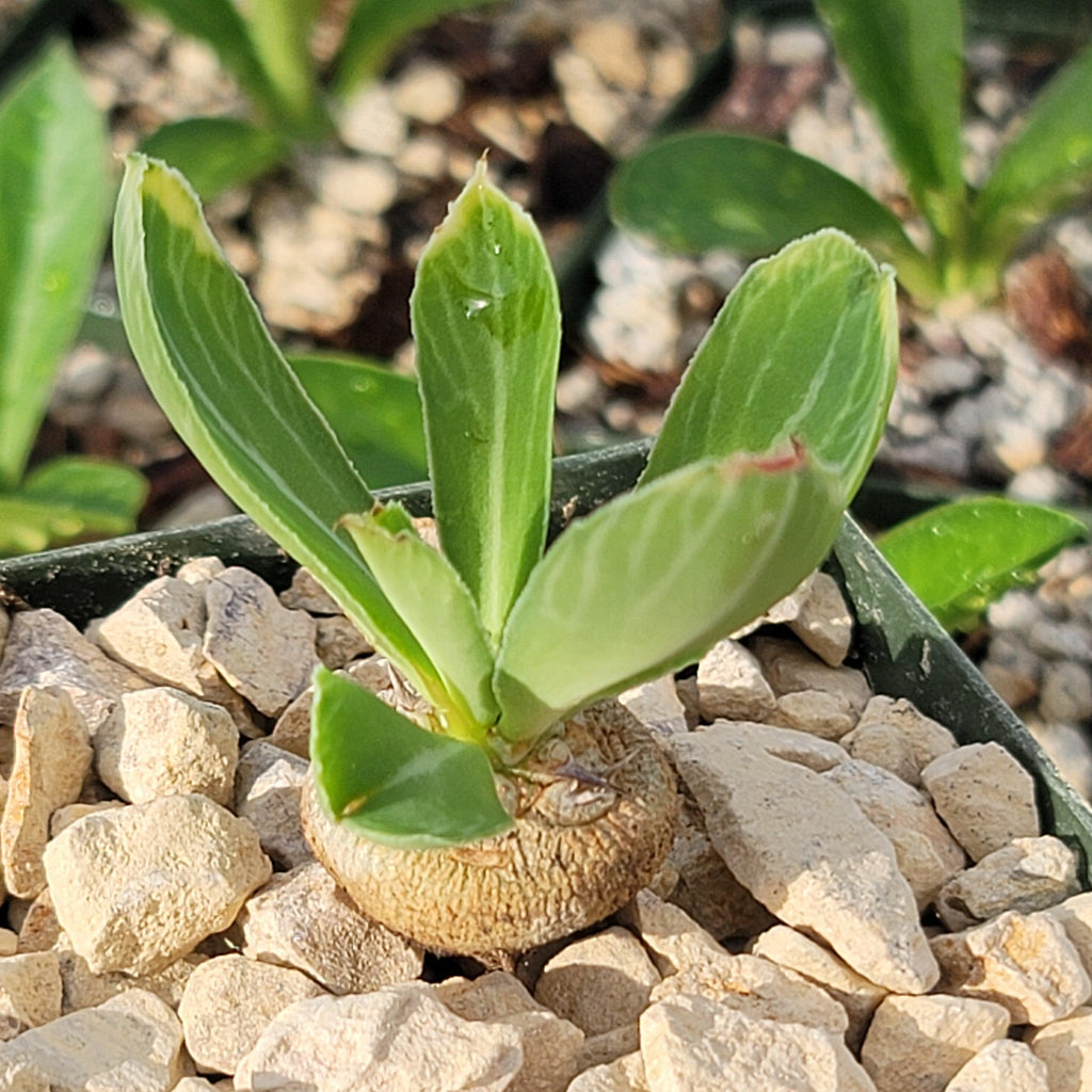 Euphorbia venenifica