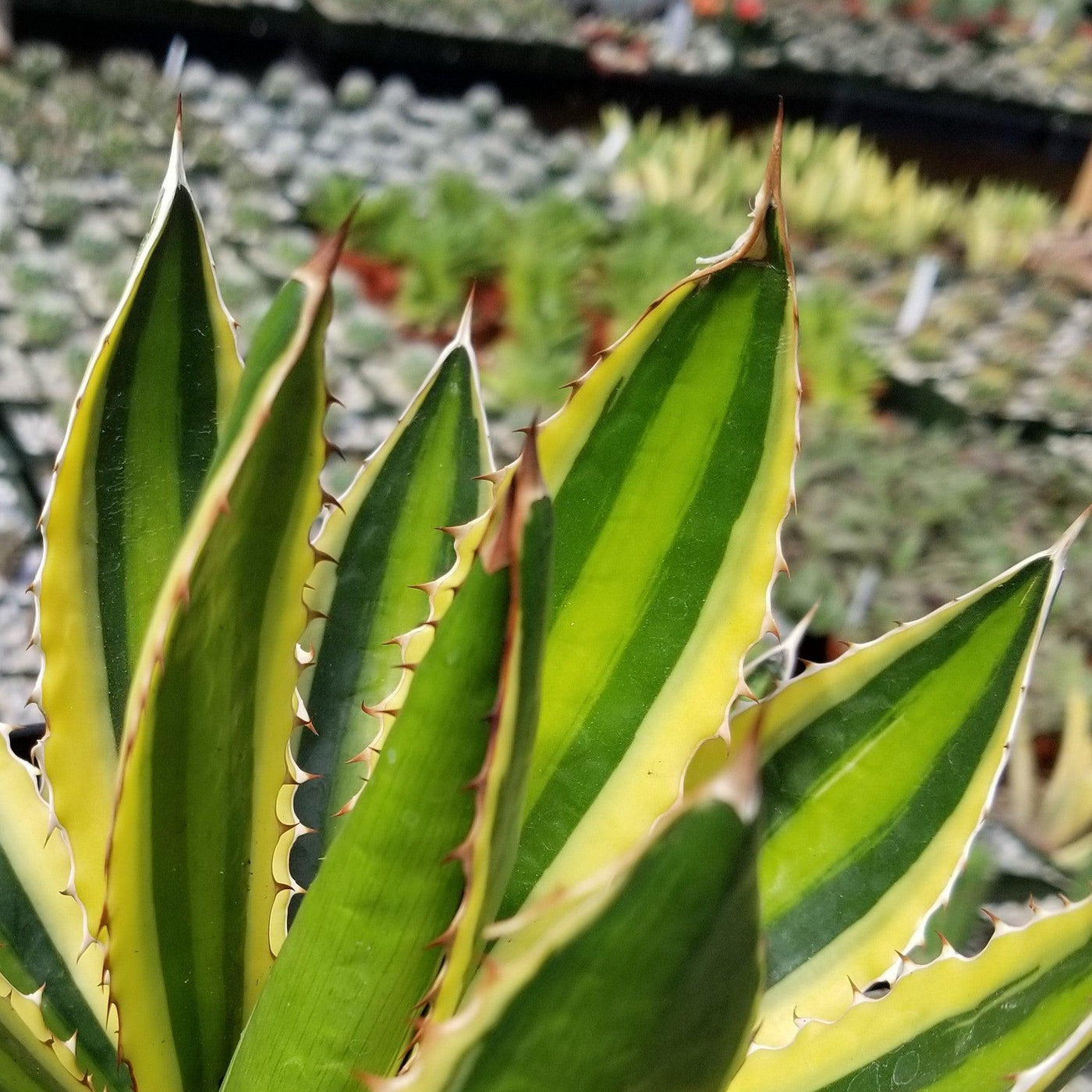 Quadricolor Century Plant - Agave lophantha