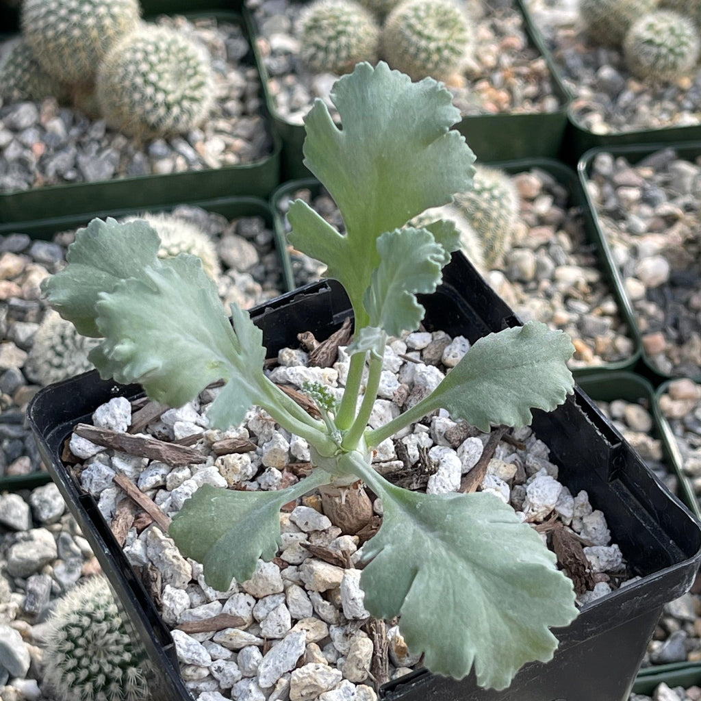 Pelargonium klinghardtense