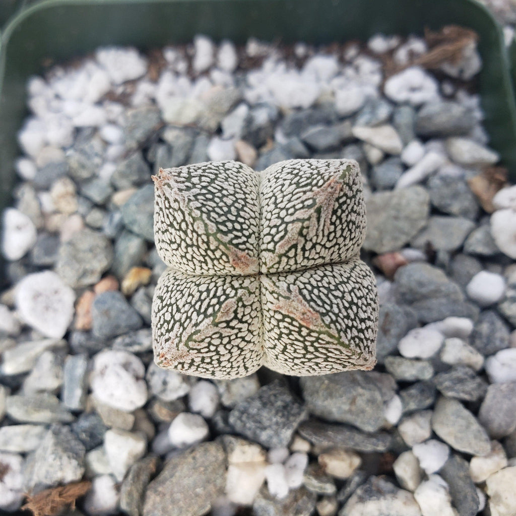 Astrophytum onzuka