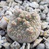 Pseudolithos harardheranus