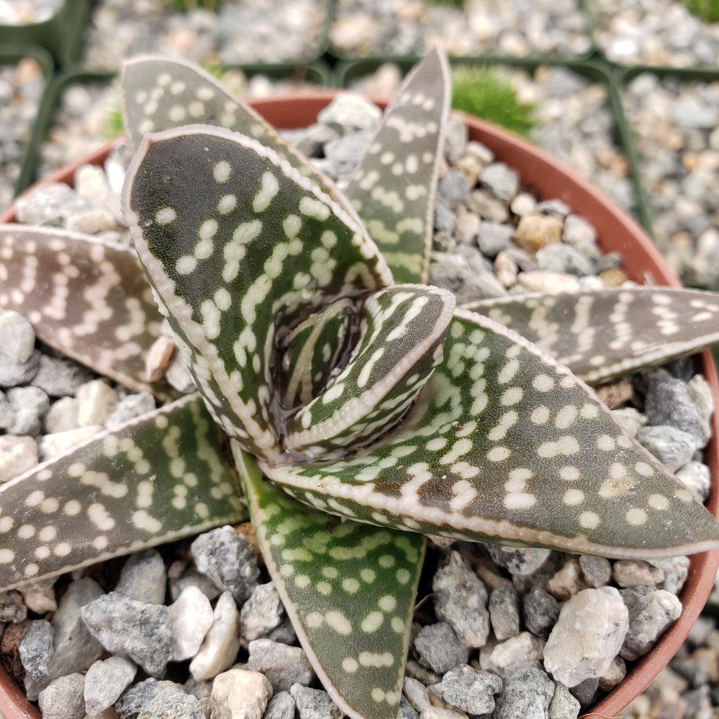 Gasteraloe pauline