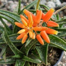 Aloe firebird hybrid