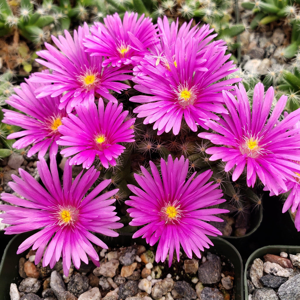 Trichodiadema densum