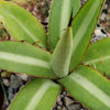 Agave lophantha splendida – Center Stripe Agave