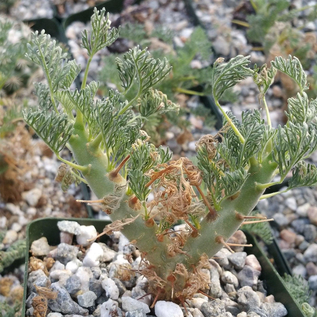 Sarcocaulon monsonia herrei