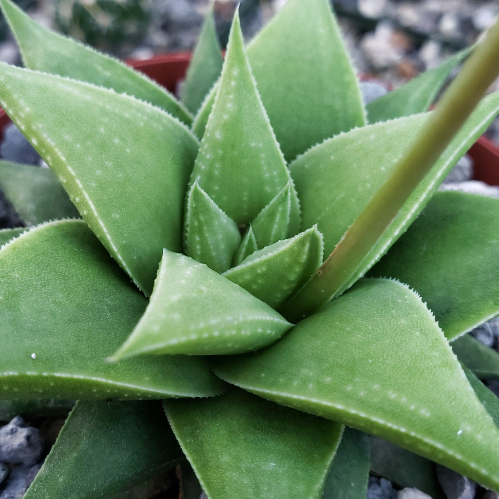 Haworthia rigida