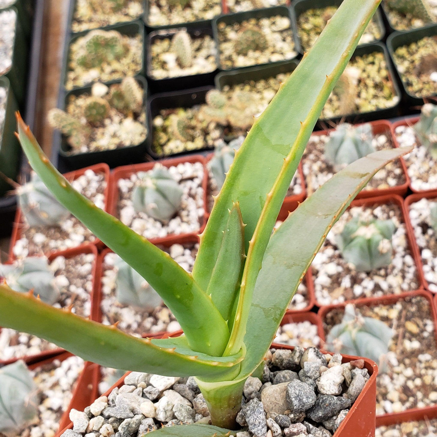 Aloe thraskii