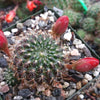 Rebutia kupperiana