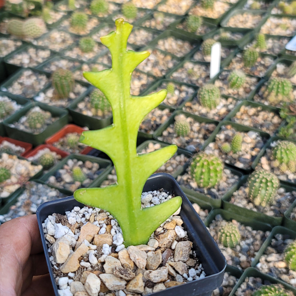 Fishbone Cactus ‘Selenicereus anthonyanus’ - Ric Rac Cactus