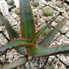 Aloe swordfish