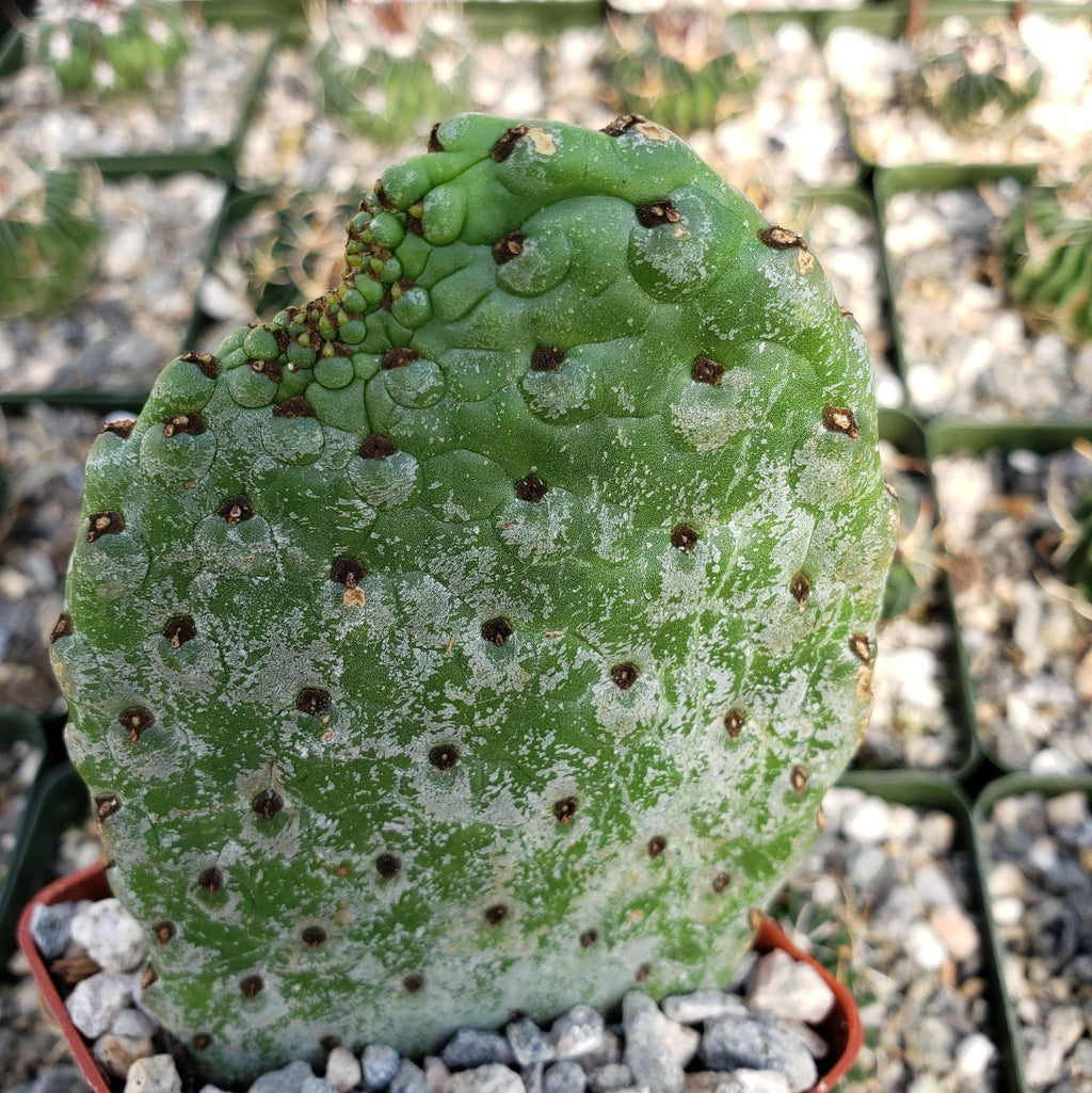 Opuntia Consolea rubescens road kill cutting