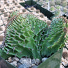 Euphorbia ammak crest