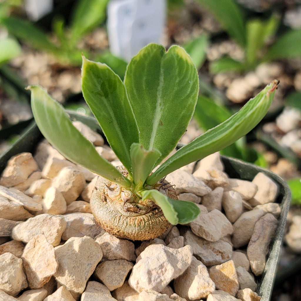 Euphorbia venenifica