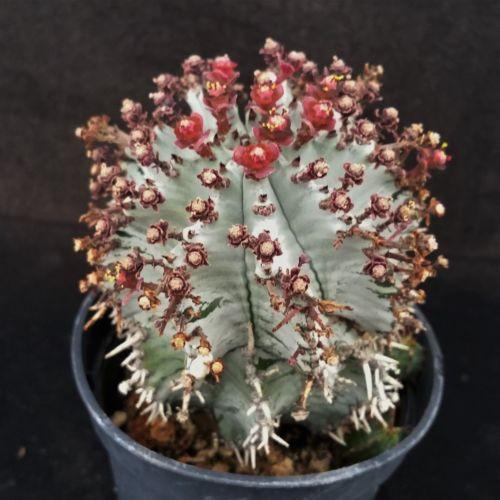 Euphorbia horrida hybrid