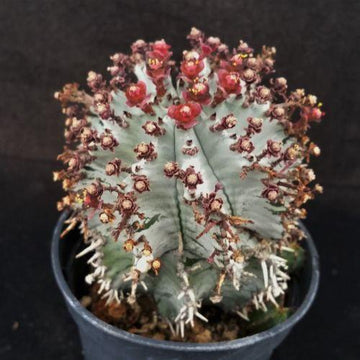 Euphorbia horrida hybrid – Planet Desert