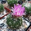 Stenocactus multicostatus "Brain Cactus"