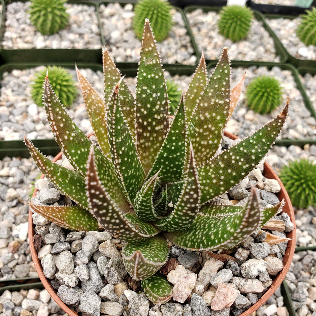 Gasteraloe beguinii lizard tail