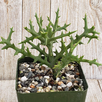 Euphorbia stenoclada