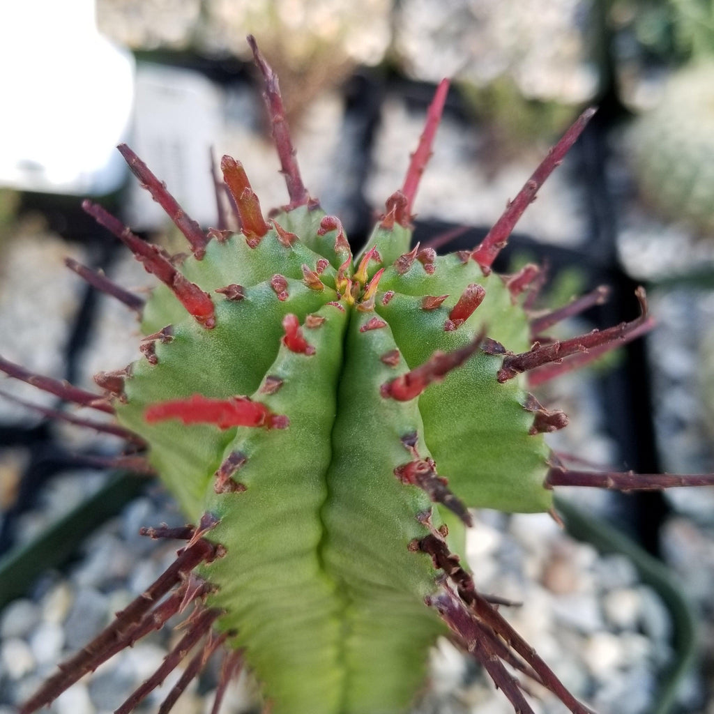 Euphorbia heptagona