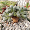 Aloinopsis schooneesii