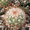 Mammillaria moelleriana