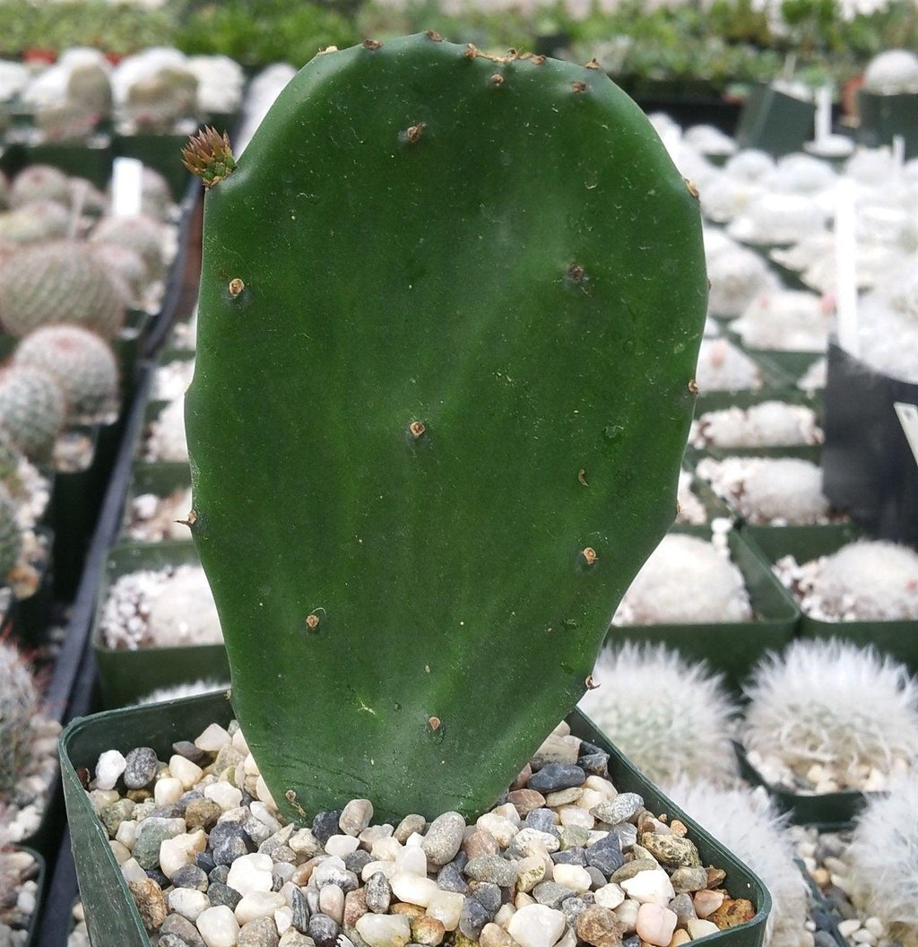 Opuntia Emerald wave