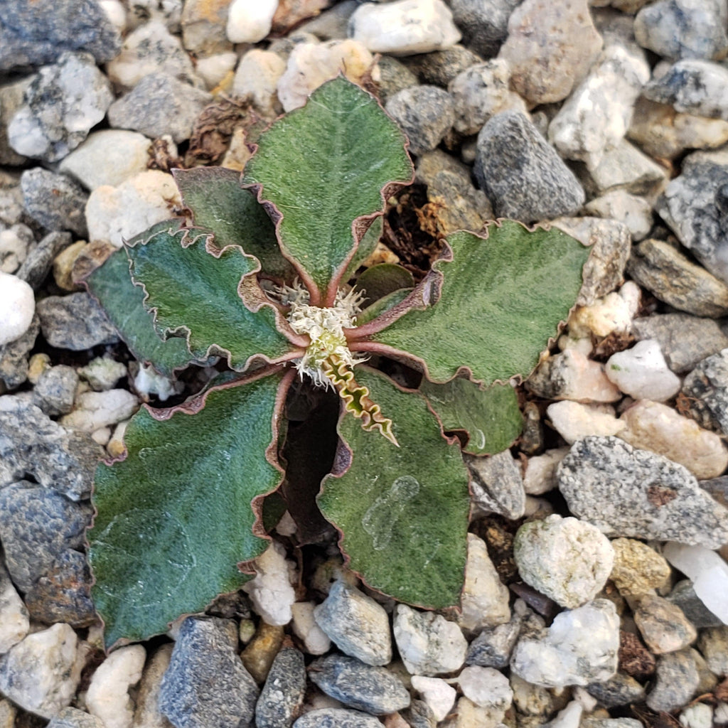 Euphorbia ambovombensis