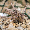 Euphorbia platyclada dead plant