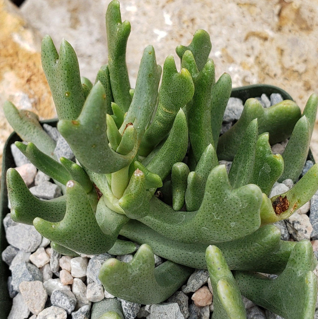 Rhombophyllum dolabriforme