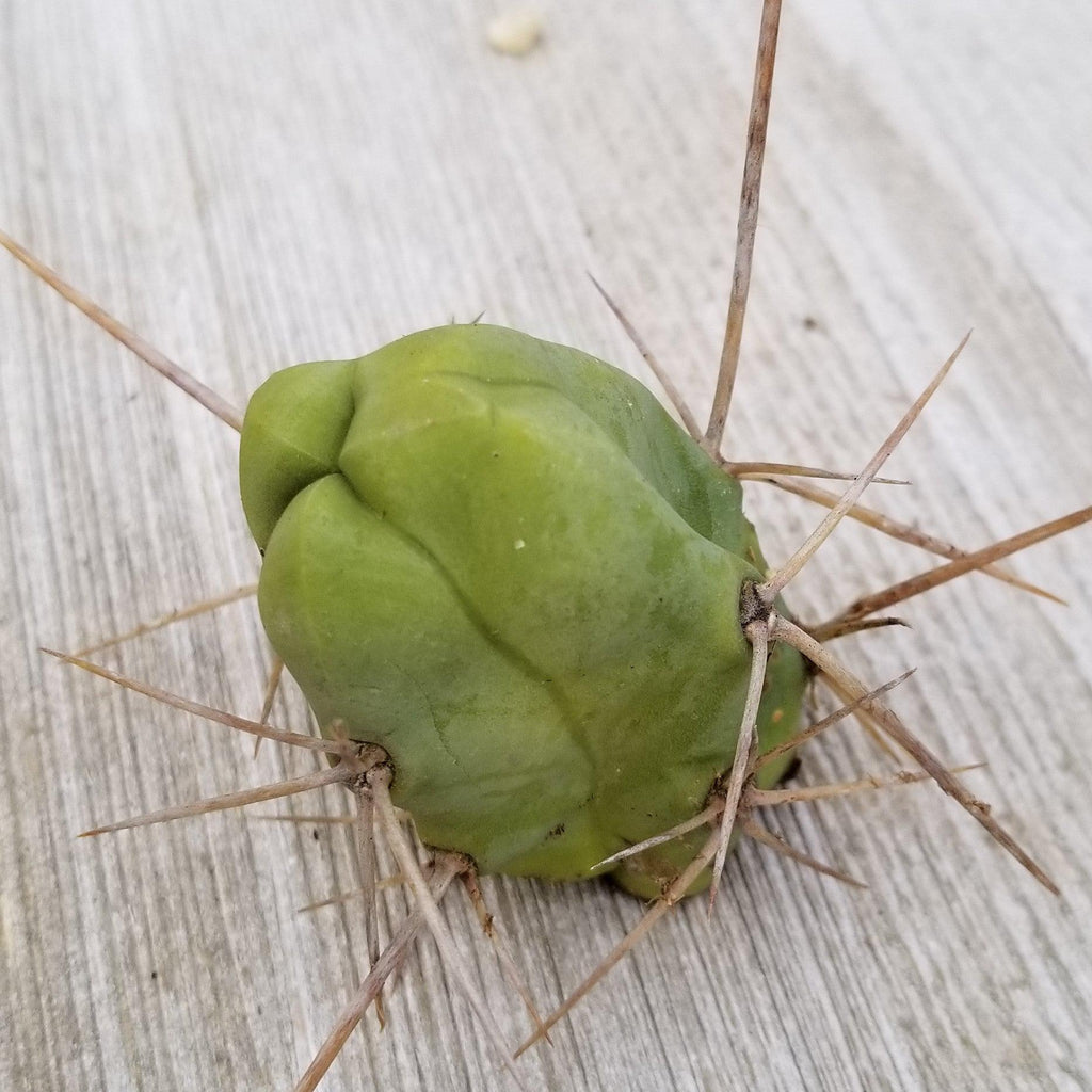 Unrooted Cutting Trichocereus bridgesii Monstrose Penis Cactus