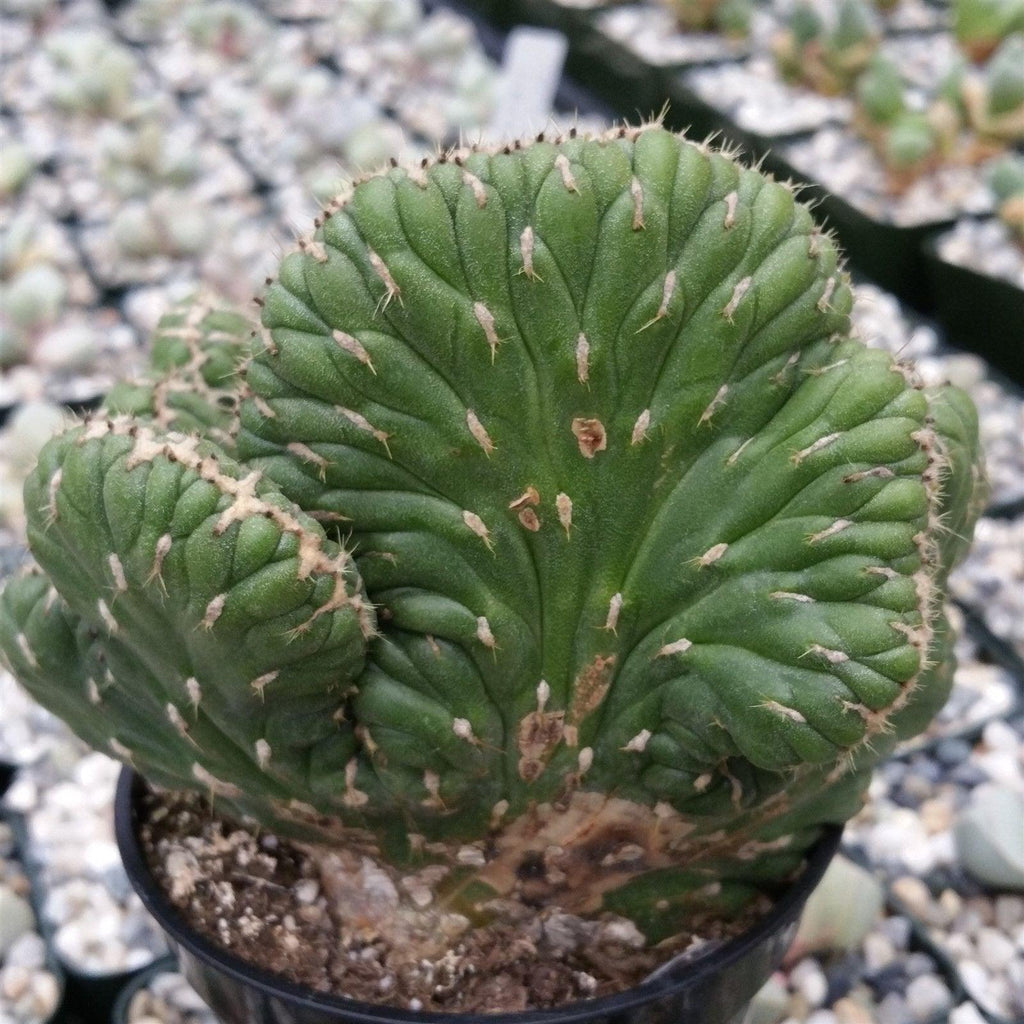 Opuntia cylindrica cristata emerald idol