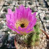 Echinocereus Enneacanthus Strawberry Cactus